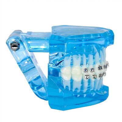 Orthodontic Teeth Development Model CE Certified ALS Dental Teaching Models with Brackets