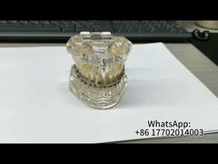 See Why Choose Orthodontic Teeth Development Model CE Certified